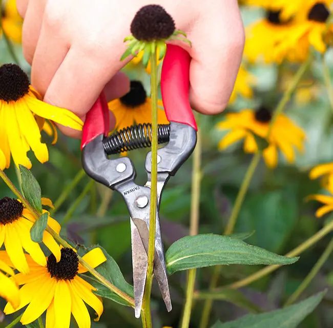 How to Deadhead Black Eyed Susans