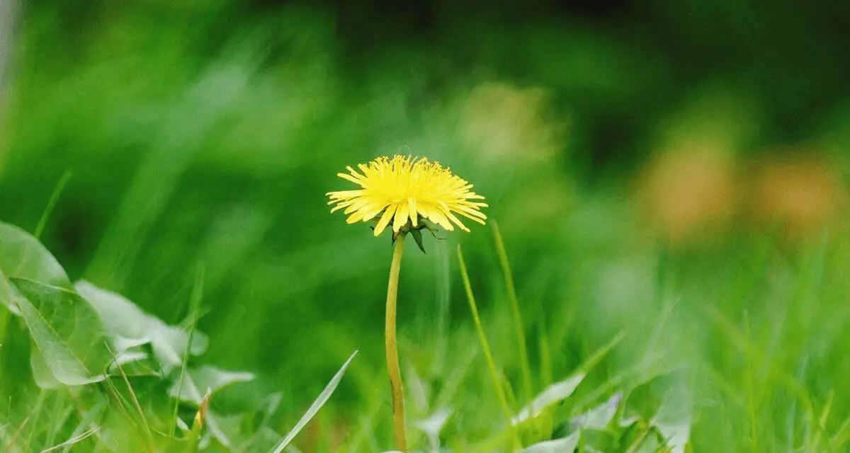 How to Get Rid of Dandelions in The Yard