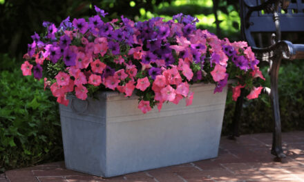 How to Grow Petunias