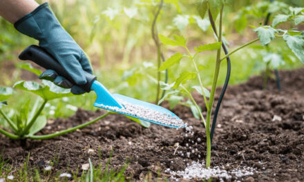 The Ultimate Guide to Spring Fertilizing: When and What to Feed Your Plants