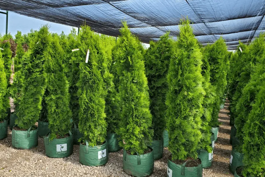 Simple Tips For Transplanting Cedar Trees With Ease