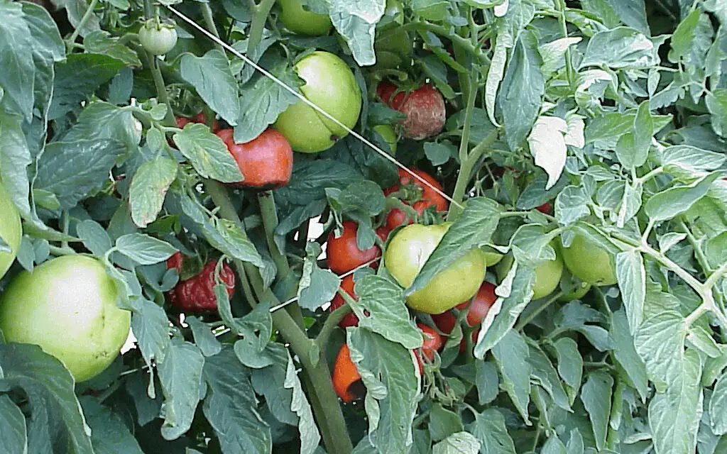 Heat Stress on Vegetables: How to Protect Your Crops in Hot Weather