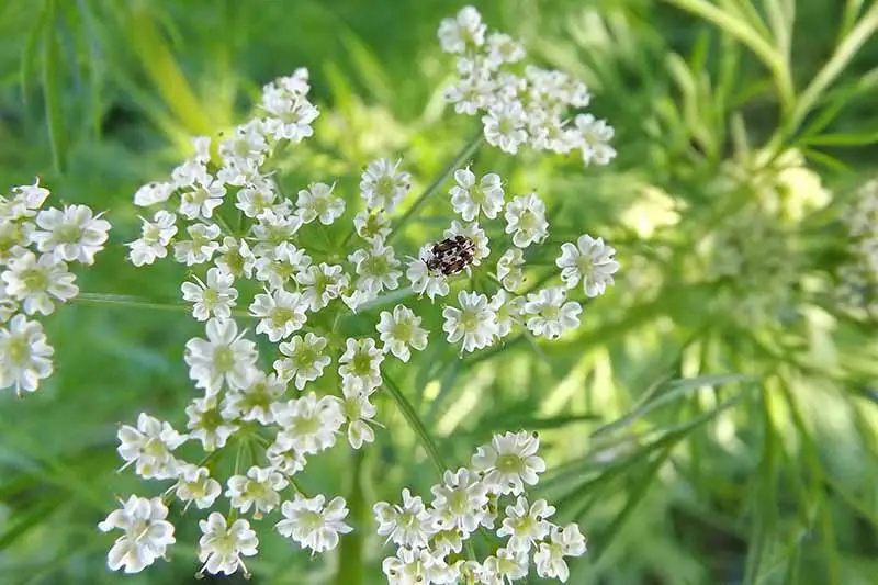 The Ultimate Guide to Growing Cumin at Home