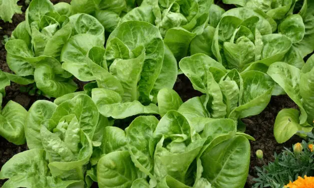 How to Grow Little Gem Lettuce: A Guide to Cultivating Miniature Greens