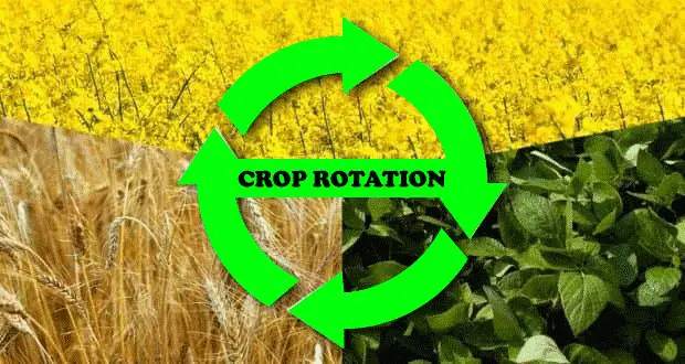 Understanding and Implementing Crop Rotation for Soil Health