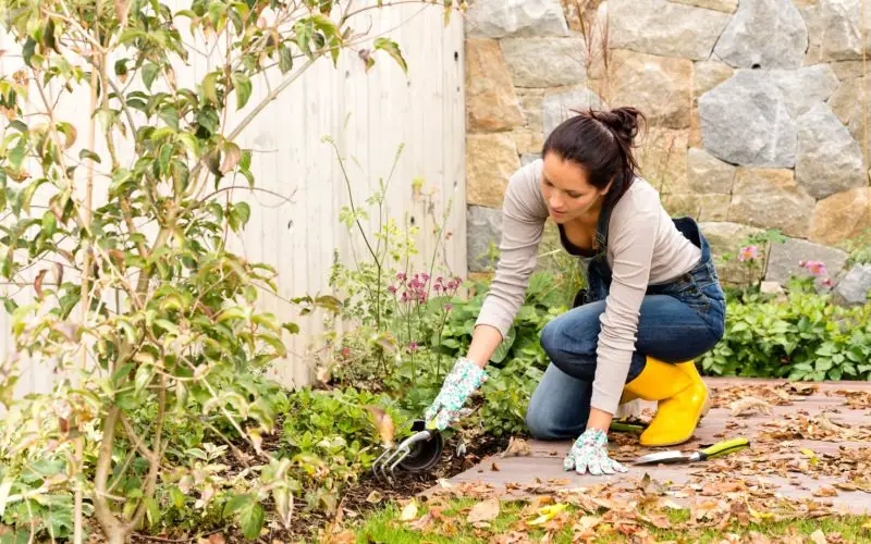 Heirloom vs. Hybrid: Choosing the Best Seeds for Your Garden