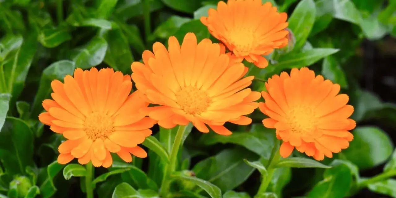 How to Grow Calendula Flowers: A Comprehensive Guide