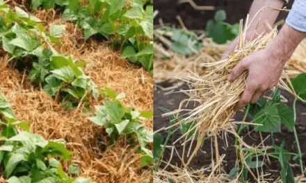 The Benefits of Mulching: Best Materials and Methods