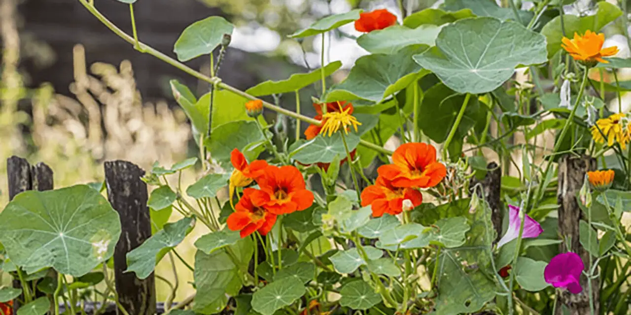 How to Grow Edible Flowers